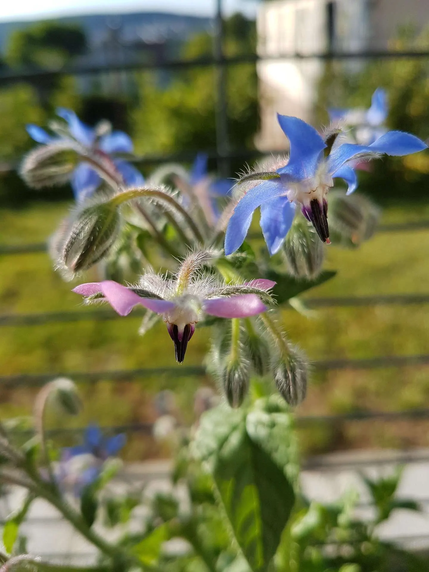 Die auffälligen blauen (manchmal lilafarben überlaufenen) Blüten, fallen einem direkt auf. Sie sind nicht nur schön anzusehen, sondern weisen den Borretsch aus, der als Heilpflanze und Wildgemüse seit Jahrhunderten verwendet wird.