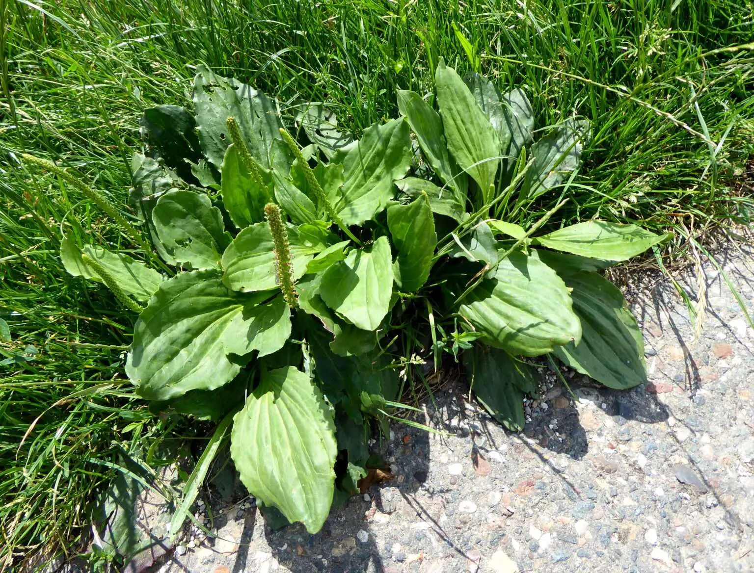Der typische Anblick von Breitwegerich Pflanzen am Wegesrand: Saftiges Grün, bauchige bodenständige Blätter, die längere Dolde im Vergleich zum Spitzwegerich und oft in Hülle und Fülle vorhanden. Die ganze Pflanze ist essbar.