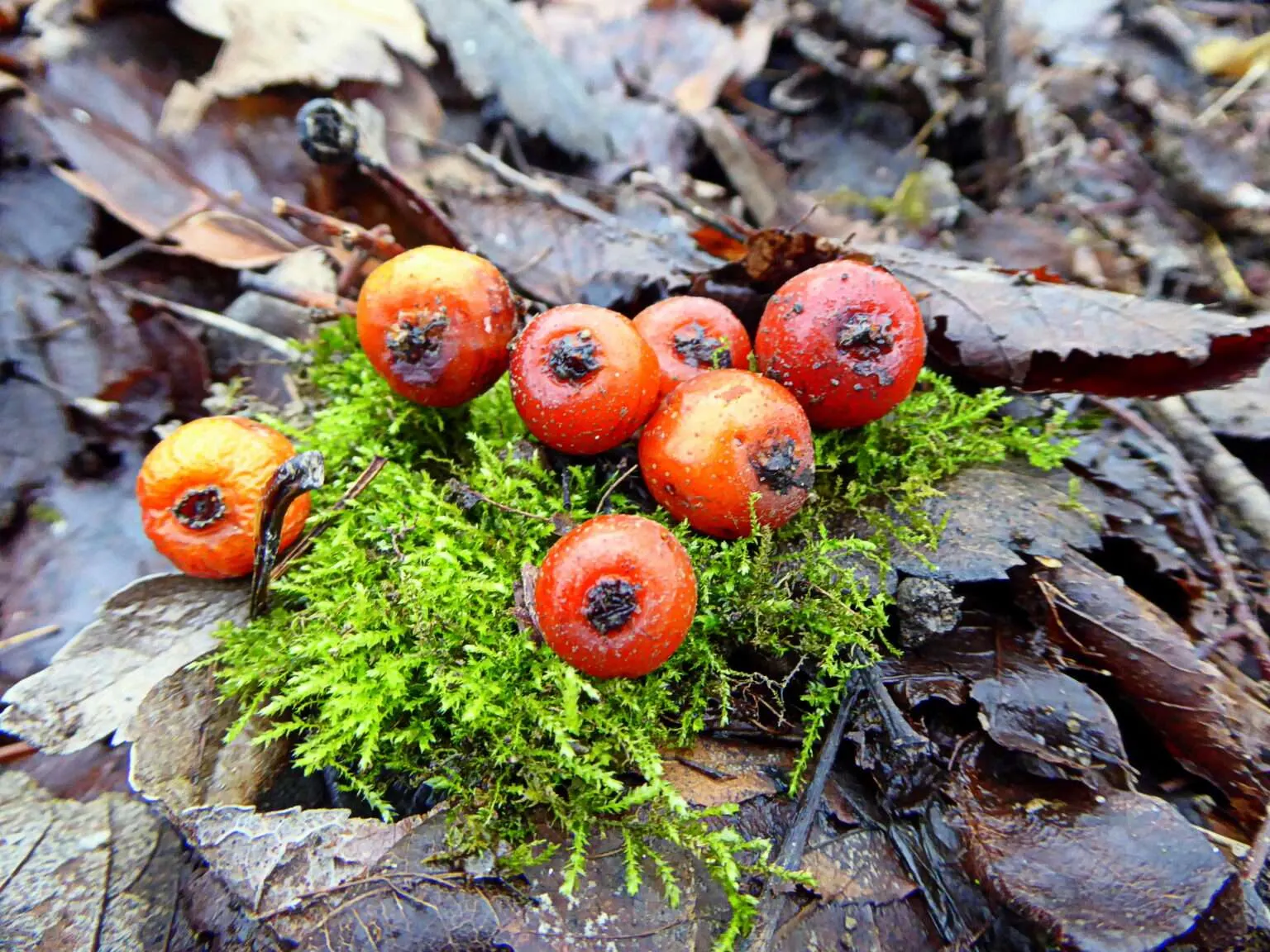 Die Elsbeere liefert reichlich Survival-Notnahrung im Spätsommer, Herbst und sogar bei mildem Winter.