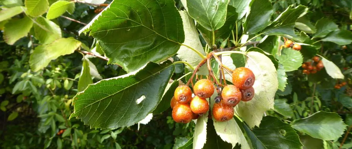 Die Elsbeere liefert reichlich Survival-Notnahrung im Spätsommer, Herbst und sogar bei mildem Winter. Hier einige Elsbeeren an einem Ast, gut zu sehen auch die Blätter in charakteristischer Form.