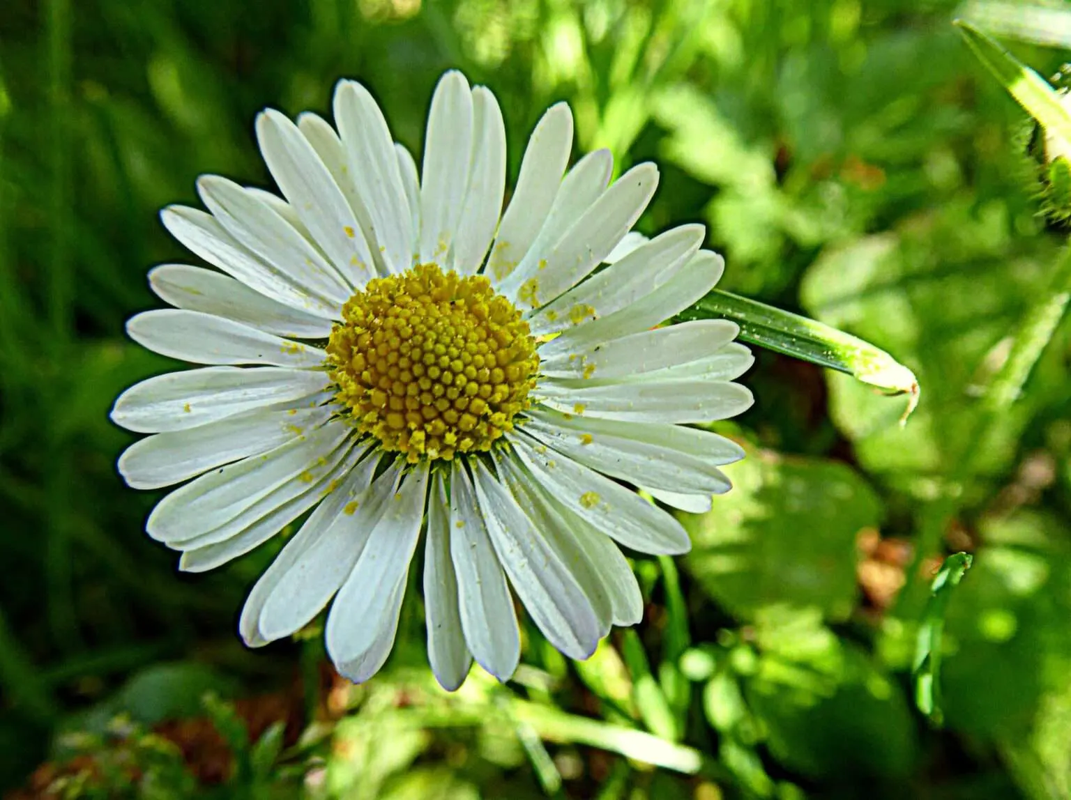 Das berüchtigte Gänseblümchen - jeder kennt es eigentlich, aber kaum jemand weiß, was dieses unscheinbare Pflänzchen in Notfällen leisten kann!