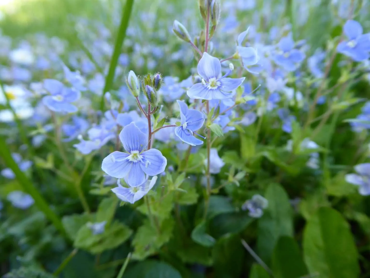 Die unverkennbaren blauen Blüten des Ehrenpreis zieren saftige Wiesen vom Frühling bis Spätsommer. Die ganze Pflanze kann als Nahrung genutzt oder als Heilmittel angewandt werden.