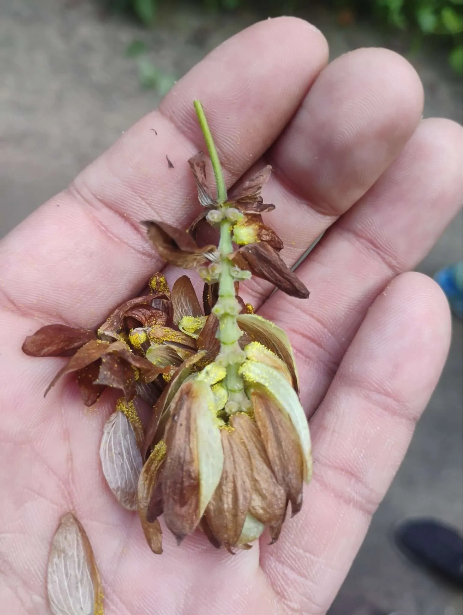 Der reife bis überreife Hopfen-Zapfen teilweise geöffnet. Gut zu sehen die potenten geldblichen Drüsensekrete, die an Pollen erinnern.