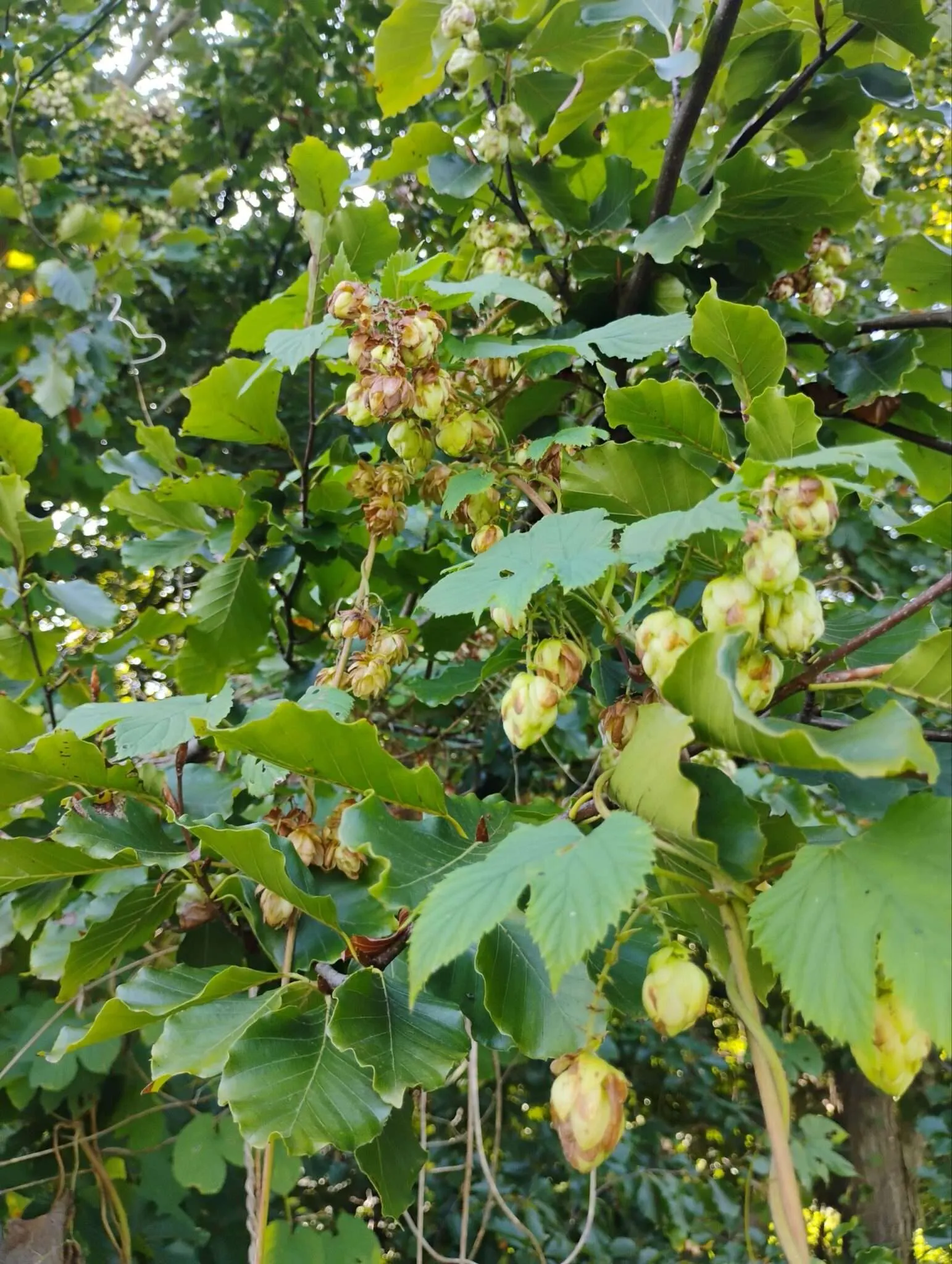Der Hopfen in natürlichem Habitat, wie er an einem Baum hochrankt und an ihm herunterhängend seine Blüten bzw. Hopfen-Zapfen präsentiert.