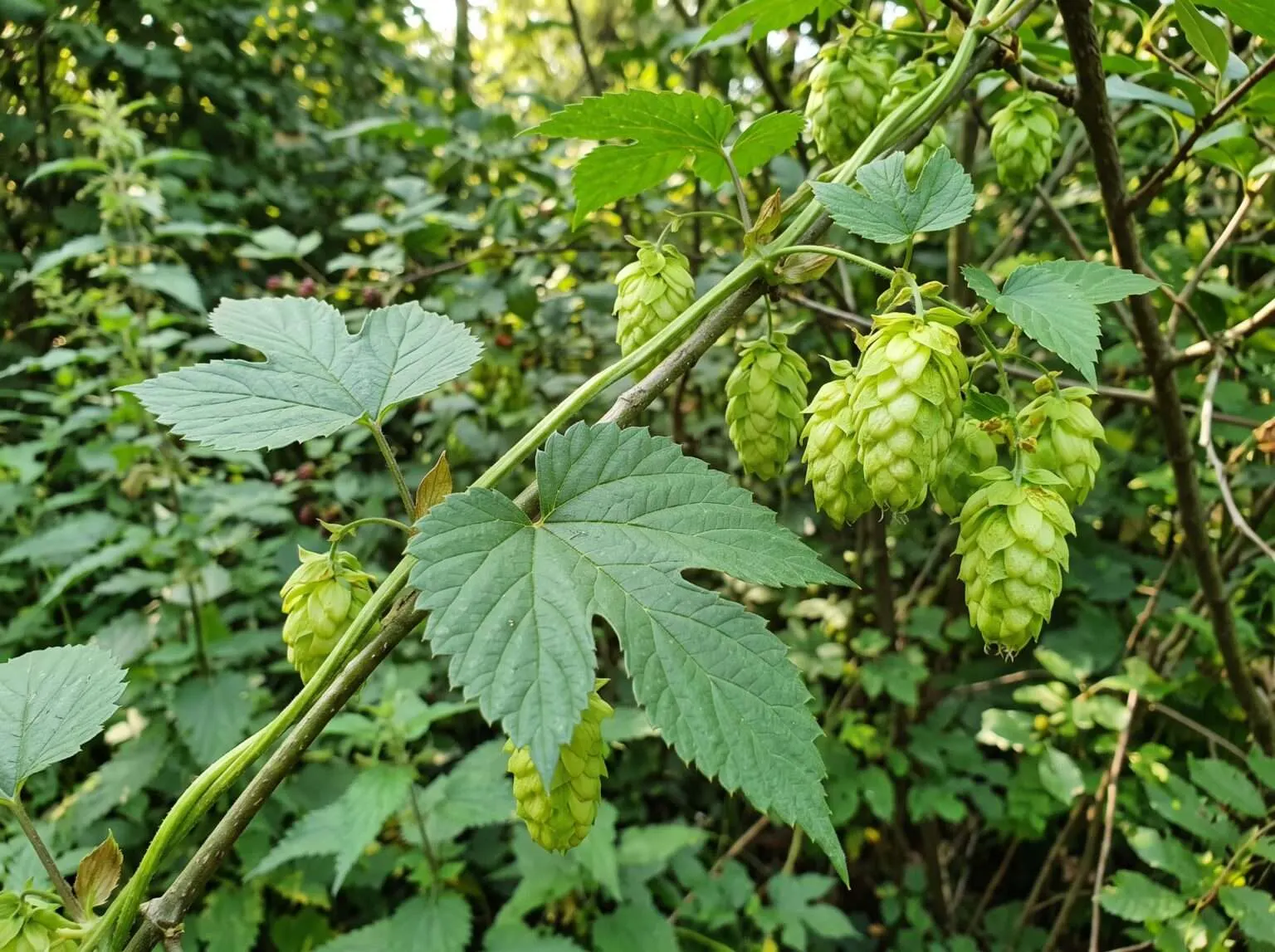 Der Echte Hopfen in seinem natürlichen Habitat. Gut zu erkennen die kletternde Rankenstruktur der Pflanze, die charakteristischen Hopfen-Zapfen und die Verbreitung in feuchten Auenwald-Landschaften.