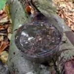 Schmutziges (zu filterndes) Wasser in einem abgetrennten PET-Flaschenboden.
