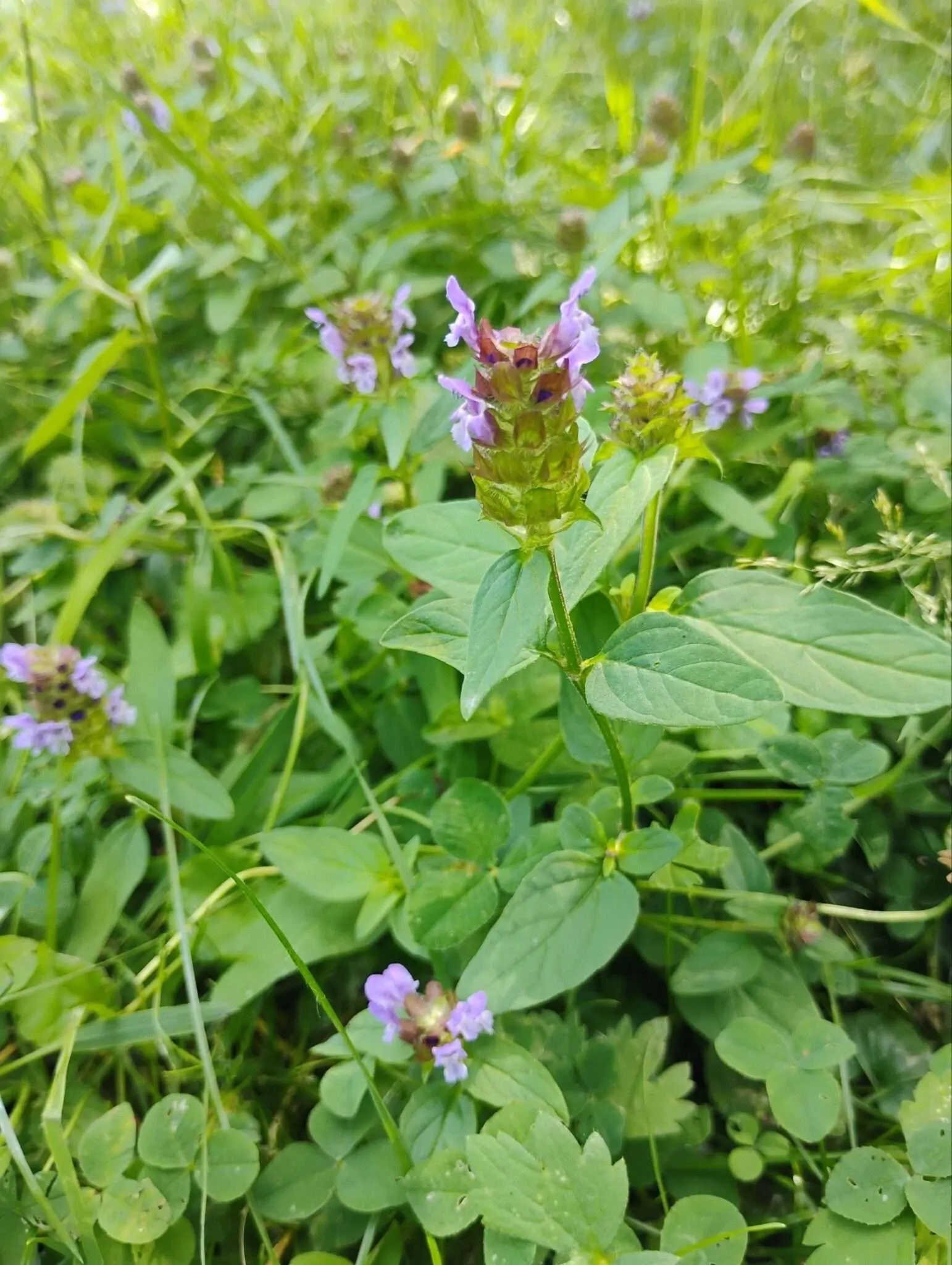 Eine weitere Ansicht der Kleinen Braunelle auf einer Wiese. Ihre unterseitig behaarten Blätter, ihre kopfartiger Blütenstand und die feinen Lippenblüten sind unter anderem charakteristisch.