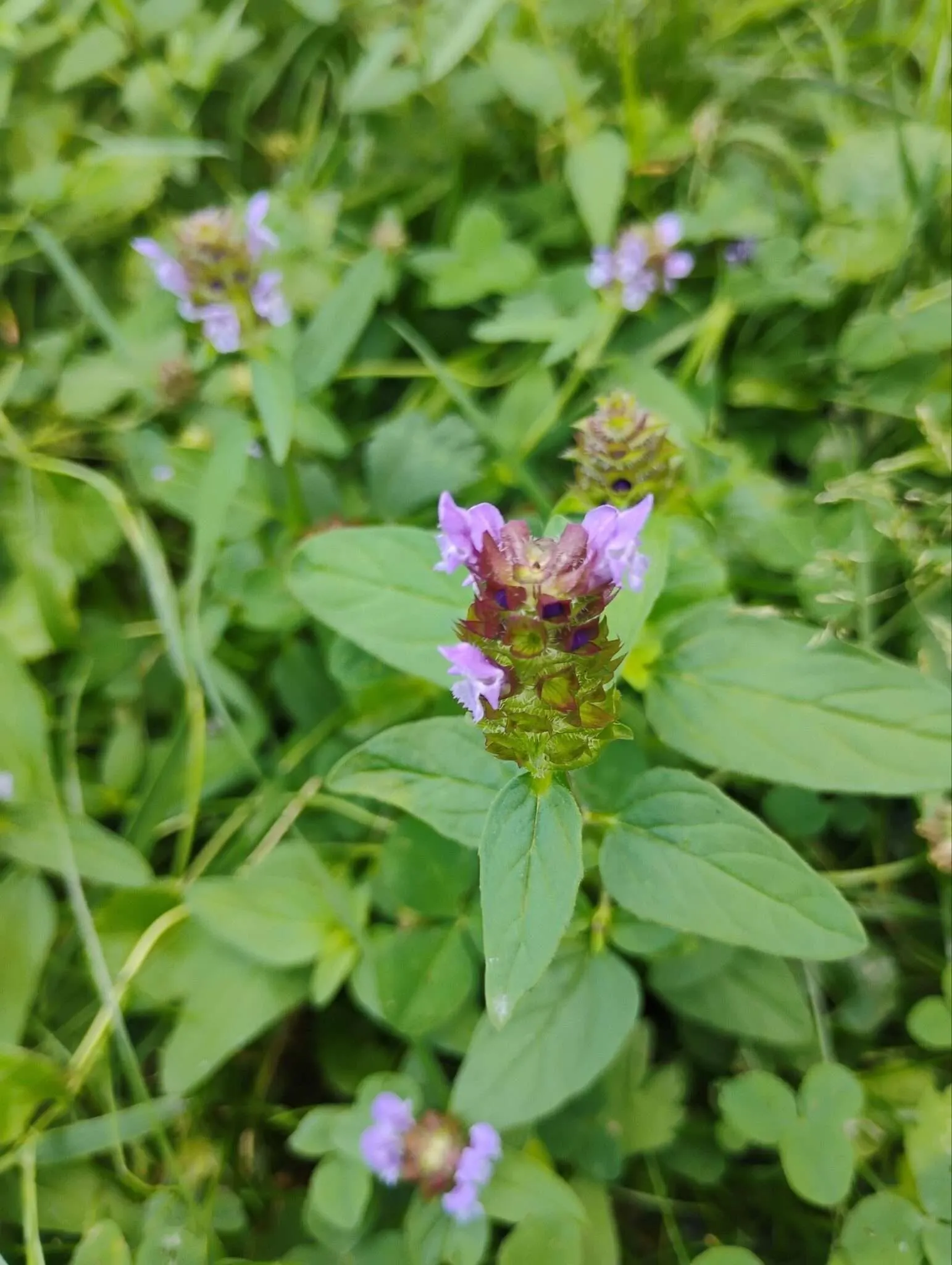 Die Kleine Braunelle in ihrem natürlichen Habitat, auf einer saftigen Wiese. Ihre auffälligen lila Blüten ragen unscheinbar zwischen den Gräsern hervor, aus der Nähe sieht man ihre Pracht.