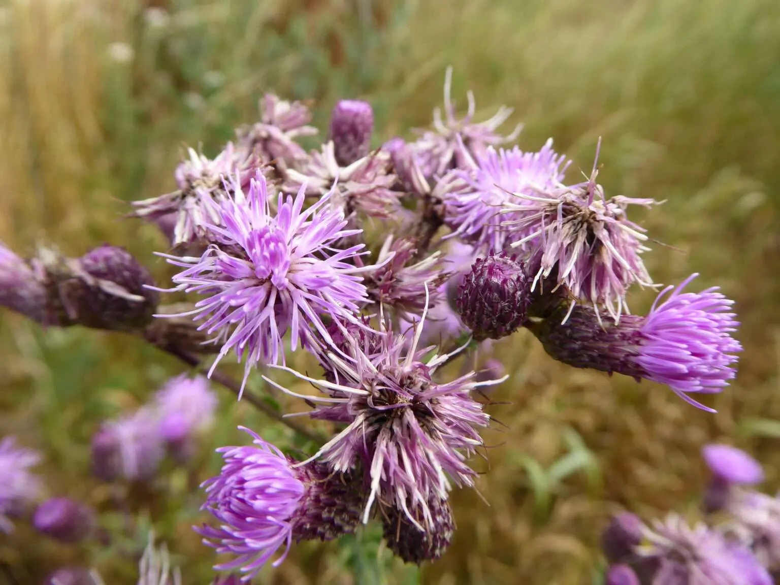 Die lilafarbenen Blüten dieser Distel, lassen sich in ähnlicher Farbenpracht auch bei anderen Arten an jedem Wegesrand, am Rande von Äckern, auf trockenen Wiesen oder auf Schuttplätzen beobachten.