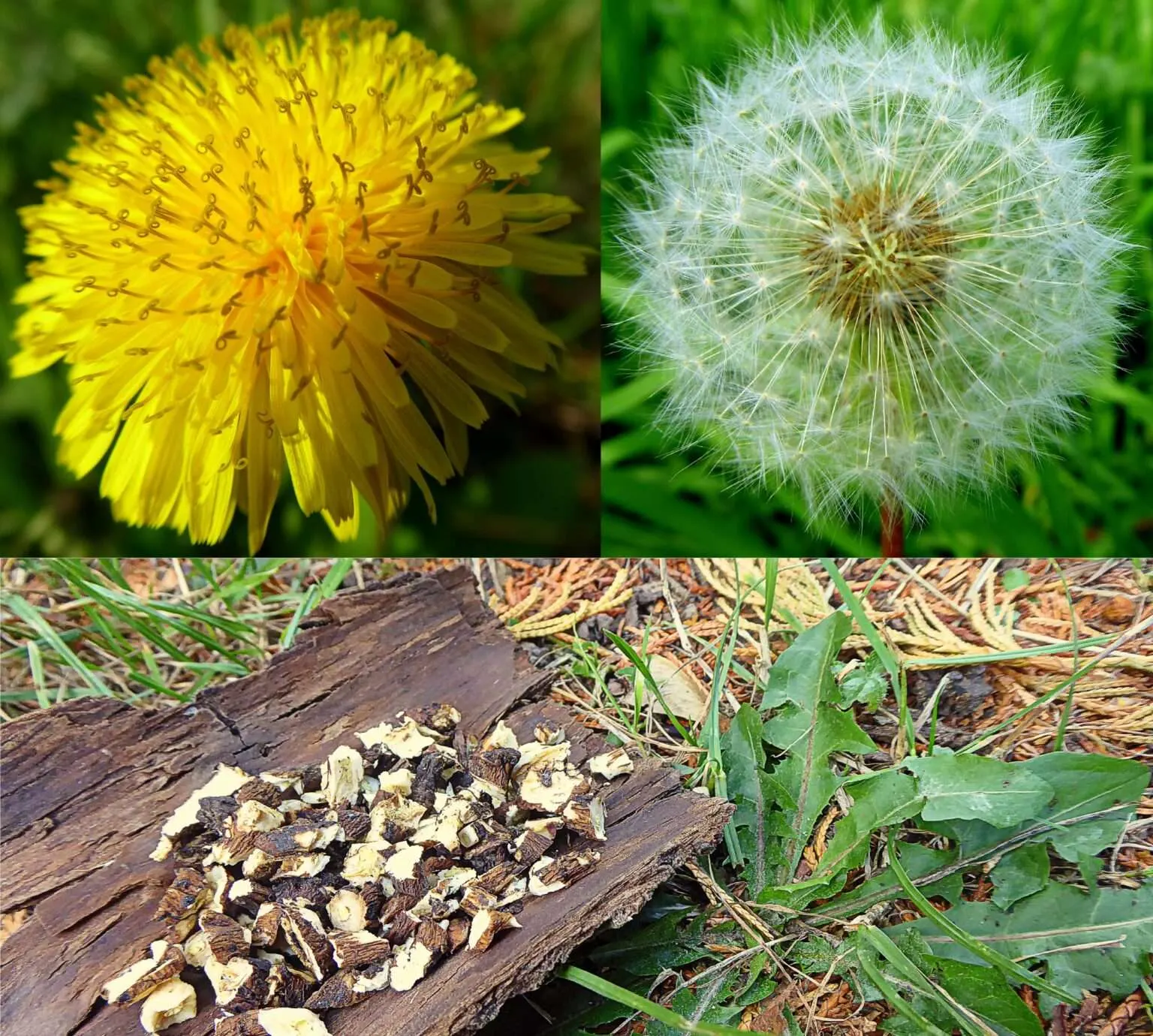 Ein dreiteiliges Bild welches eine Löwenzahnblüte, einen reifen Samenstand des Löwenzahns und die zerkleinerten Wurzeln auf einem Stück Rinde zeigt.