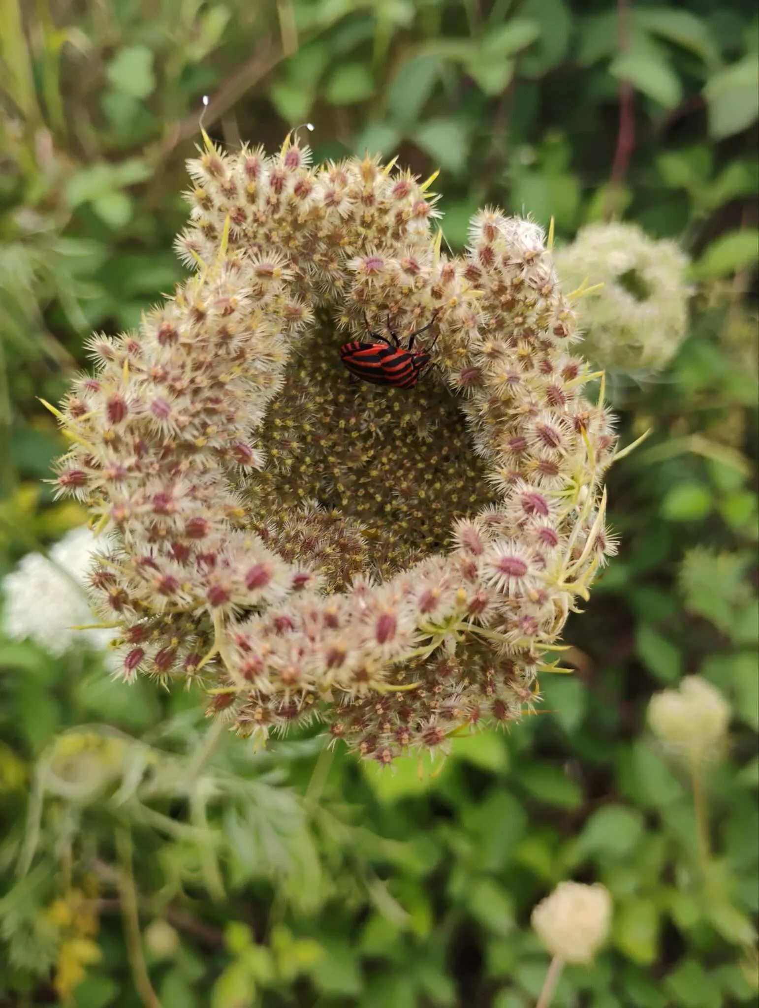 Die Wilde Möhre bildet eine üppige weiße Blütendolde aus. Im Herbst welkt diese und bildet Samen aus, wobei sich die Dolde so einwölbt, dass sich gut sichtbare Körbe/ Nester ausbilden. Reichlich Survivalnahrung in Form der Samen sind gut im Bild erkennbar.
