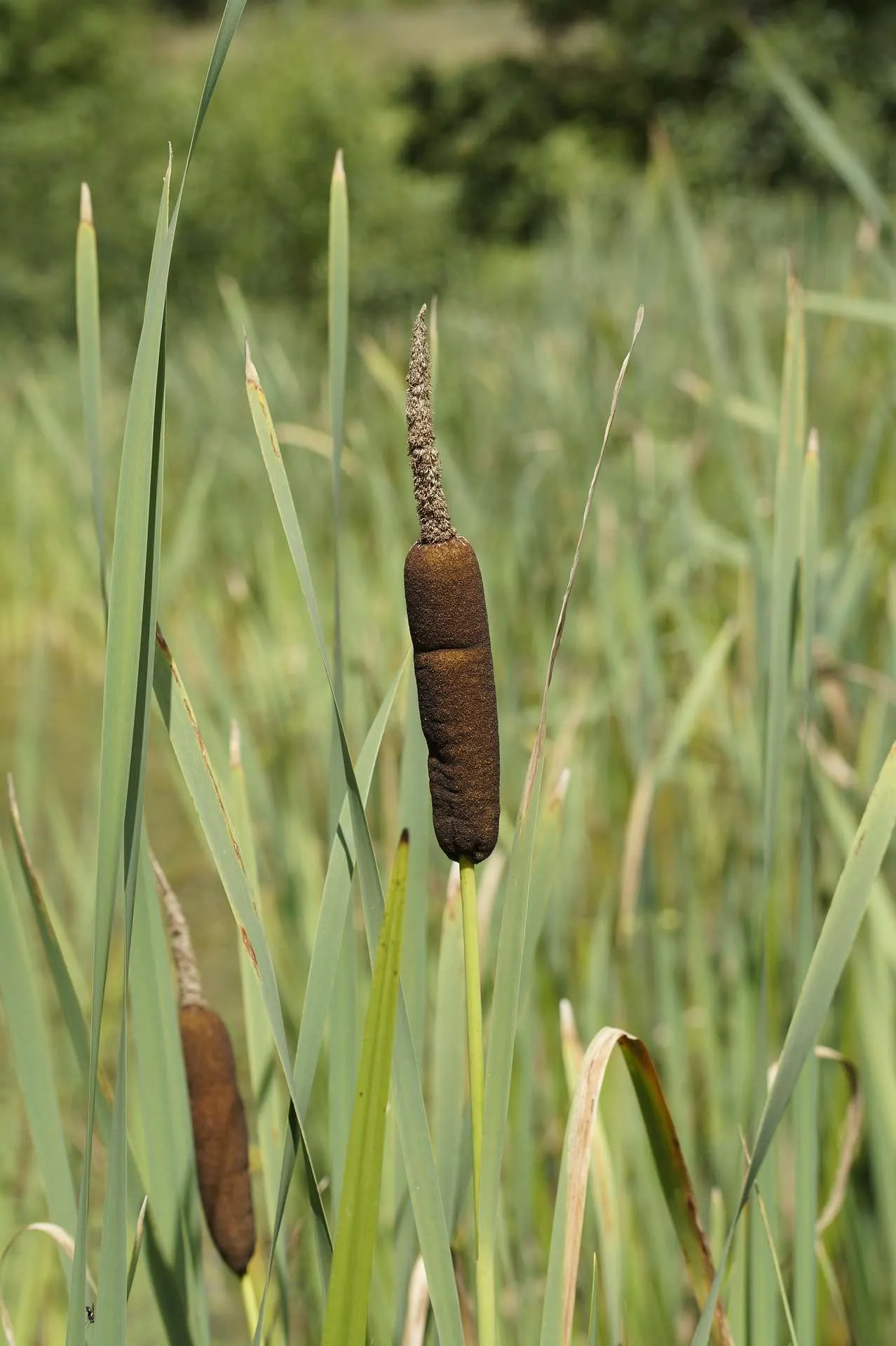Rohrkolben Pflanzenkunde Survival Wildpflanzen Notnahrung Heilmittel Vegan-Survival Prepping Überleben Outdoor Kräuter