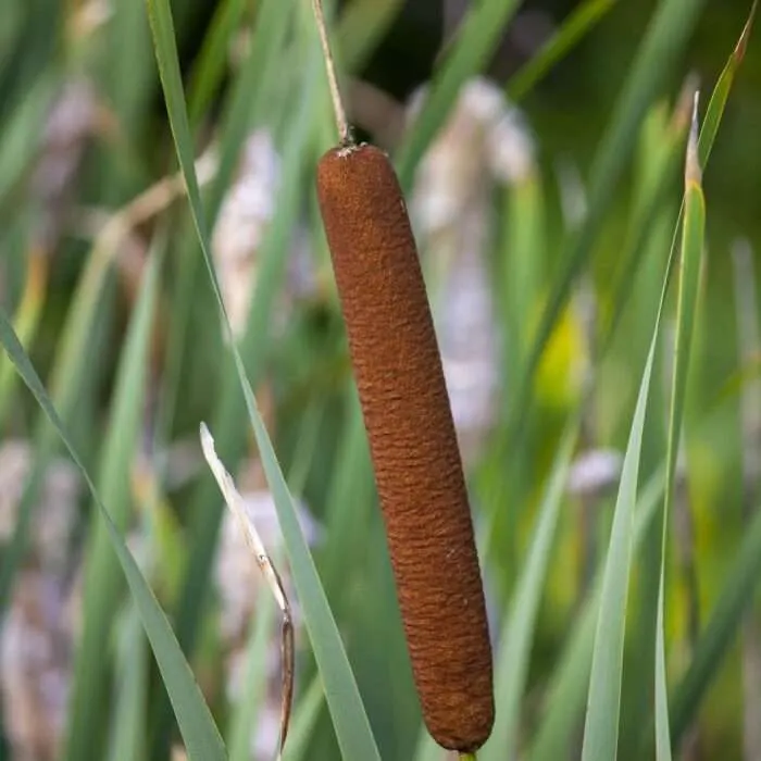 Rohrkolben Pflanzenkunde Survival Wildpflanzen Notnahrung Heilmittel Vegan-Survival Prepping Überleben Outdoor Kräuter