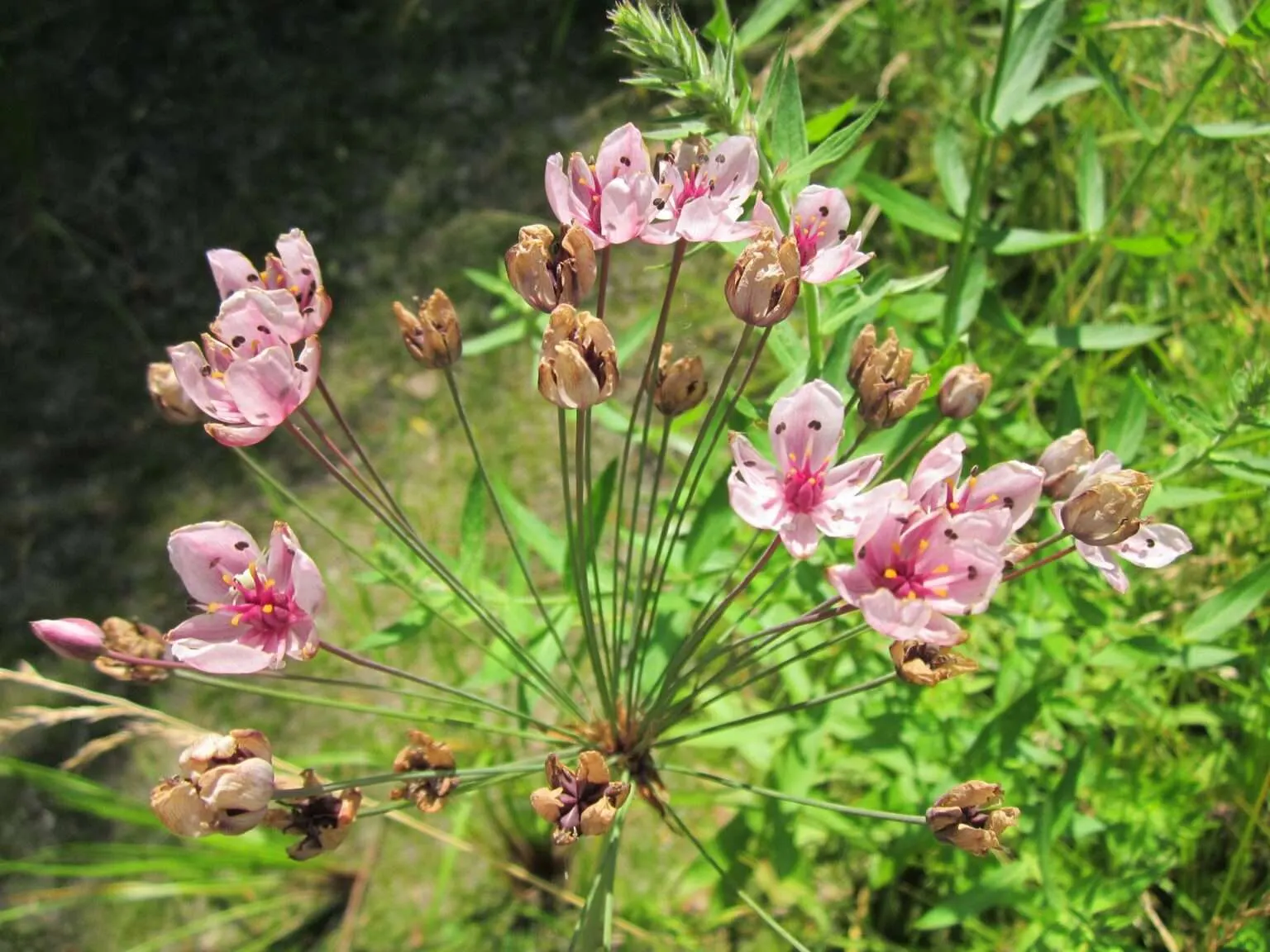 Schwanenblume Notnahrung Pflanzenkunde Survival Prepping Gesundheit Outdoor (2)