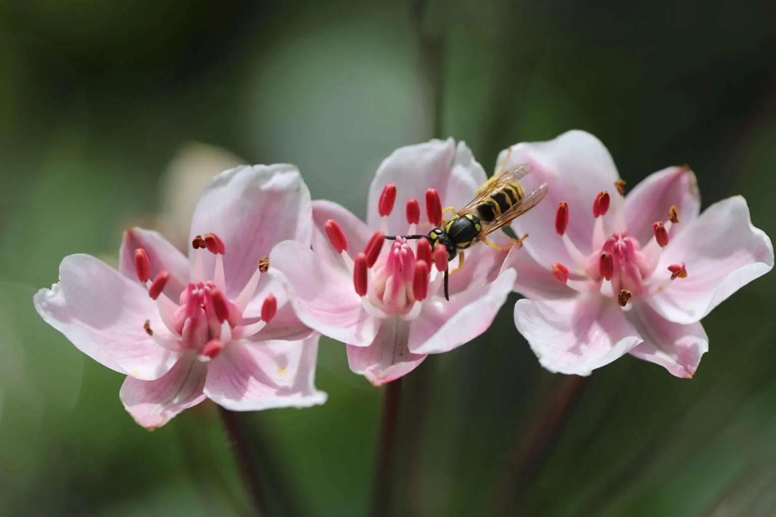 Schwanenblume Notnahrung Pflanzenkunde Survival Prepping Gesundheit Outdoor (2)