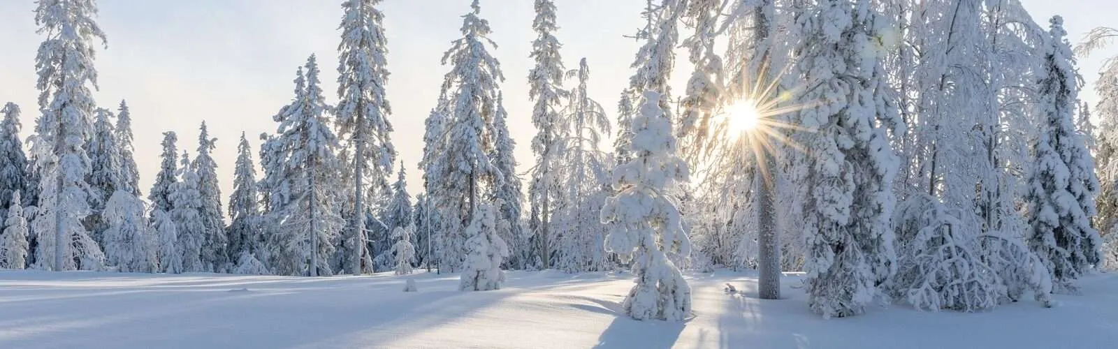 Eine verschneite Naturlandschaft im Winter. Die Sonne scheint durch die schneebedeckten Äste eines Nadelwaldes hindurch.