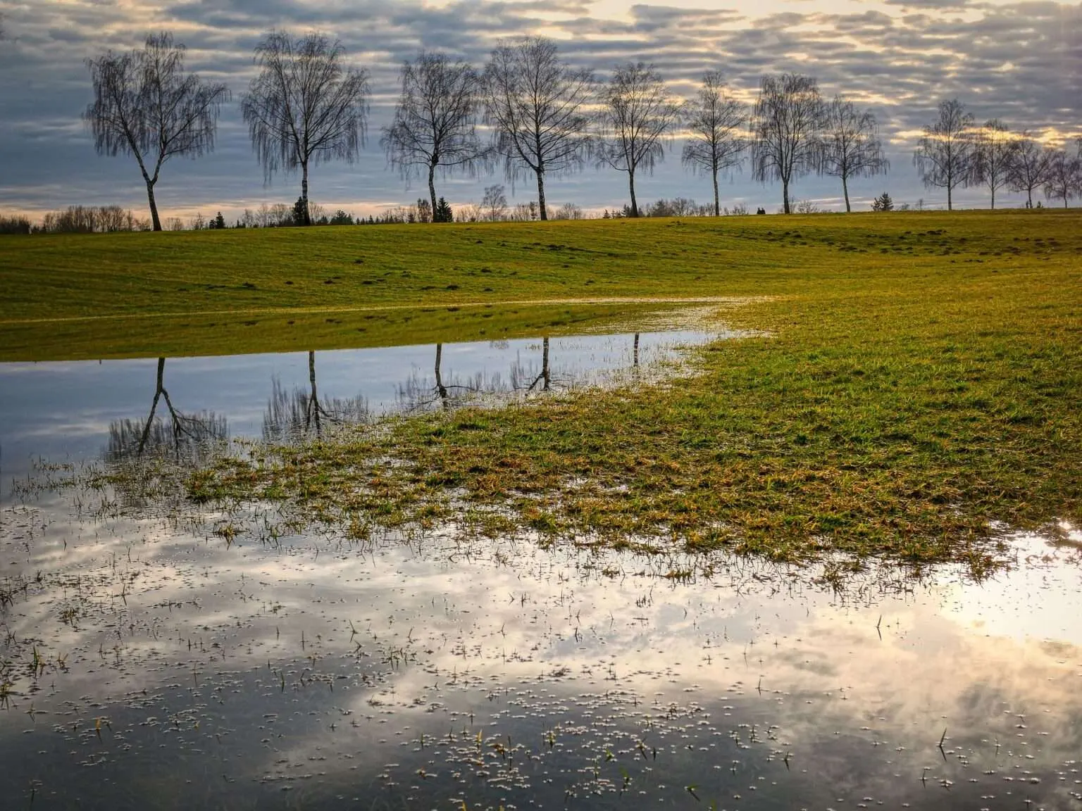 Auenlandschaft mit einer sumpfigen Wiese