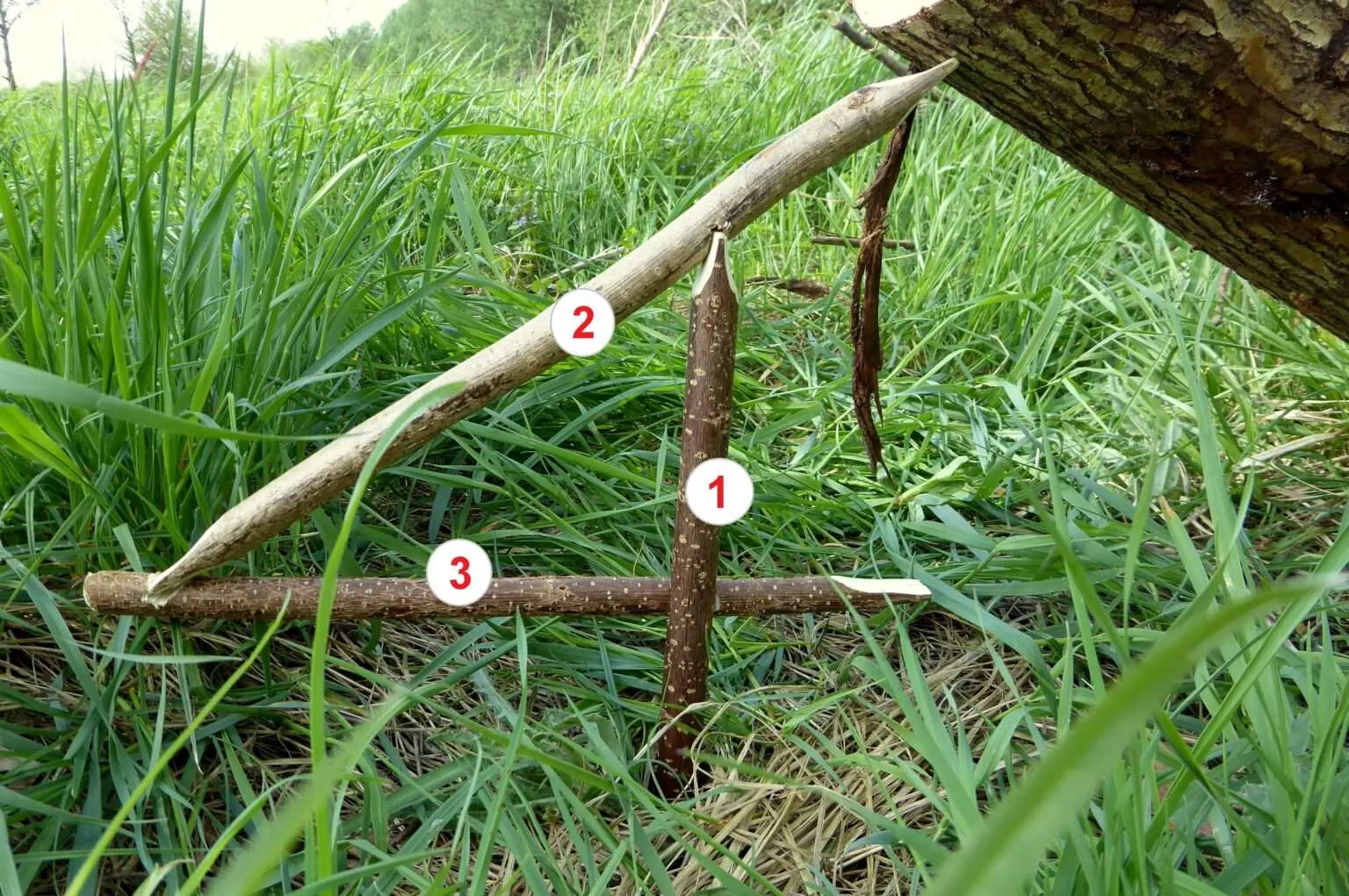 Eine fertig konstruierte und aufgestellte Schlagfalle mit Vierer-Auslöser (auch "Figure Four" genannt) zum Jagen von Kleintieren im Notfall.