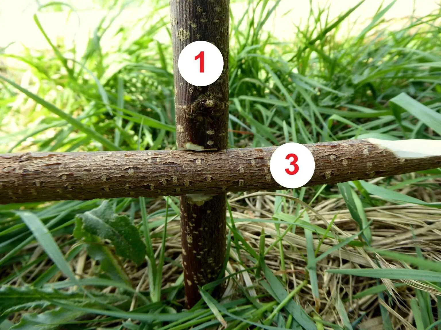 Konstruktionsschritt 1 nach der Vorbereitung der Bauteile für eine Schlagfalle mit Vierer-Auslöser (auch "Figure Four" genannt) zum Jagen von Kleintieren im Notfall.