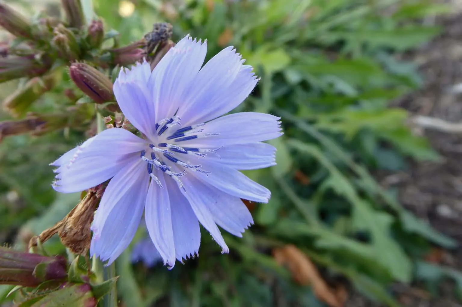 Die Blüte einer Wegwarte in der Nahaufnahme. Gut zu sehen sind auch die gezahnten Blütenblätterspitzen.