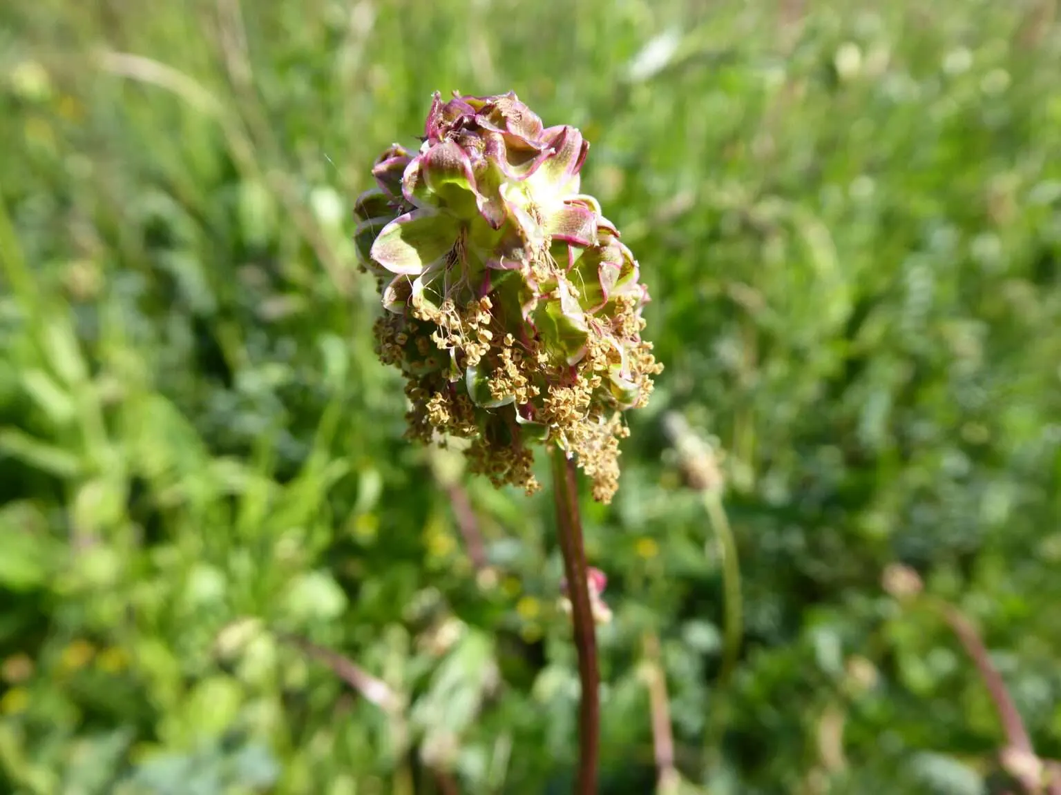 Der hübsche und auffällige Blütenstand des Wiesenknopf in der Nahaufnahme.