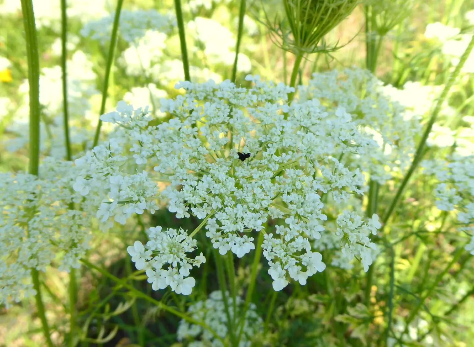 Die Wilde Möhre bildet eine üppige weiß bis manchmal rosafarbene Blütendolde aus in deren Mitte sich eine sogenannte "Möhrenfliege", eine dunkelrote bzw. schwarze Blüte befindet, die entfernt einem Insekt ähnelt. Ein sicheres Ekrennungsmerkmal der Wilden Möhre. Im Herbst welkt diese und bildet Samen aus, wobei sich die Dolde so einwölbt, dass sich gut sichtbare Körbe/ Nester ausbilden.