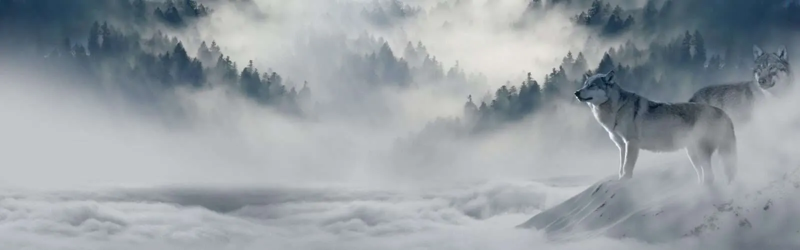 Winterlandschaft mit einem Wolf und verschneiten Nadelbäumen